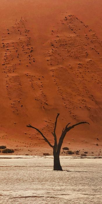 Обои 720x1440 Dead Vlei, Соссусфлей, Намибия, пустыня, мертвые деревья