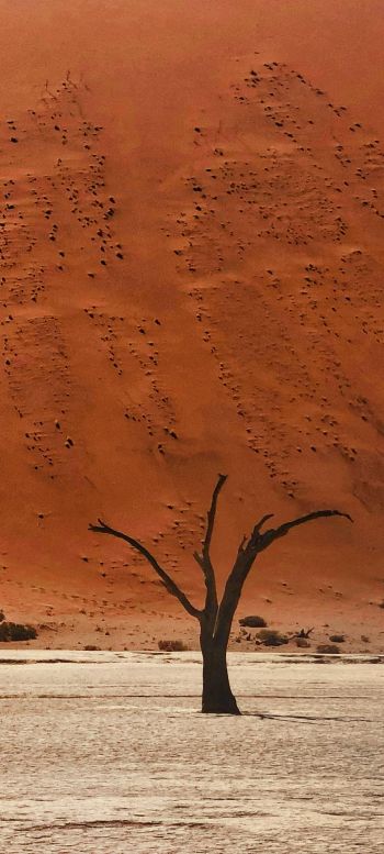 Обои 720x1600 Dead Vlei, Соссусфлей, Намибия, пустыня, мертвые деревья
