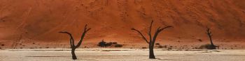 Обои 1590x400 Dead Vlei, Соссусфлей, Намибия, пустыня, мертвые деревья