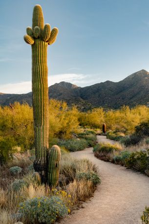 Scottsdale, Arizona, USA, cactus Wallpaper 640x960