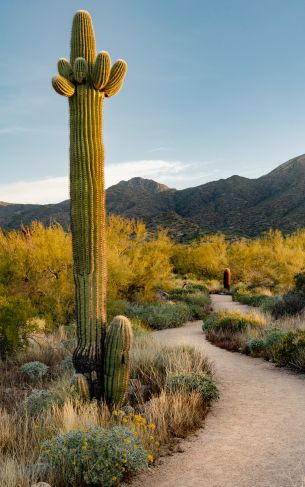 Scottsdale, Arizona, USA, cactus Wallpaper 1752x2800