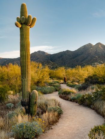 Scottsdale, Arizona, USA, cactus Wallpaper 2048x2732