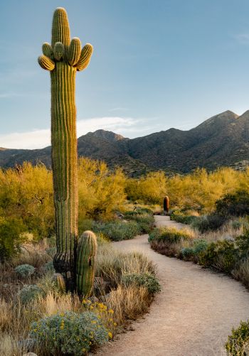 Scottsdale, Arizona, USA, cactus Wallpaper 1668x2388