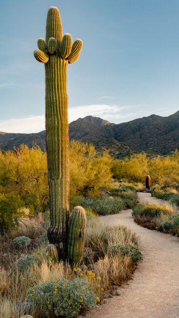 Scottsdale, Arizona, USA, cactus Wallpaper 640x1136