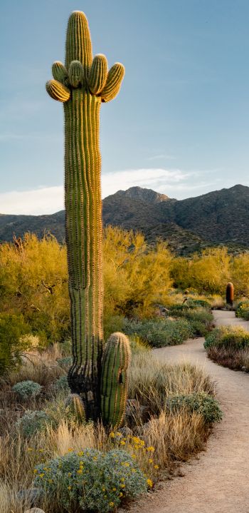Scottsdale, Arizona, USA, cactus Wallpaper 1080x2220