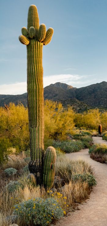 Scottsdale, Arizona, USA, cactus Wallpaper 1440x3040