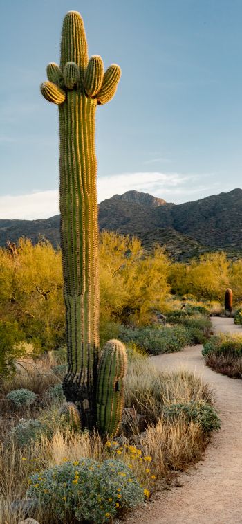 Scottsdale, Arizona, USA, cactus Wallpaper 828x1792