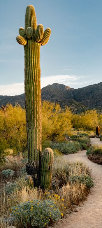 Scottsdale, Arizona, USA, cactus Wallpaper 1440x3200