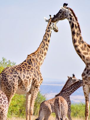 Masai Mara National Reserve, Siana, Kenya, giraffes Wallpaper 1620x2160