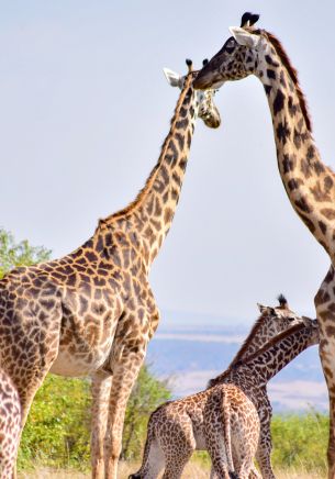 Masai Mara National Reserve, Siana, Kenya, giraffes Wallpaper 1668x2388