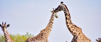 Обои 3440x1440 Национальный заповедник Масаи Мара, Сиана, Кения, жирафы