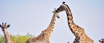 Обои 2560x1080 Национальный заповедник Масаи Мара, Сиана, Кения, жирафы