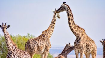 Обои 2048x1152 Национальный заповедник Масаи Мара, Сиана, Кения, жирафы