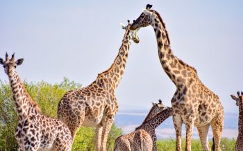Обои 1920x1200 Национальный заповедник Масаи Мара, Сиана, Кения, жирафы