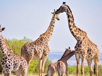 Обои 1024x768 Национальный заповедник Масаи Мара, Сиана, Кения, жирафы