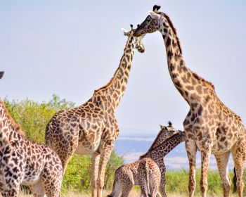 Обои 1280x1024 Национальный заповедник Масаи Мара, Сиана, Кения, жирафы