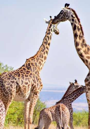 Masai Mara National Reserve, Siana, Kenya, giraffes Wallpaper 1640x2360