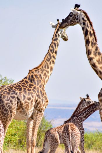 Masai Mara National Reserve, Siana, Kenya, giraffes Wallpaper 640x960