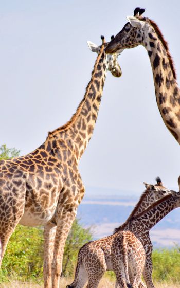 Masai Mara National Reserve, Siana, Kenya, giraffes Wallpaper 1600x2560