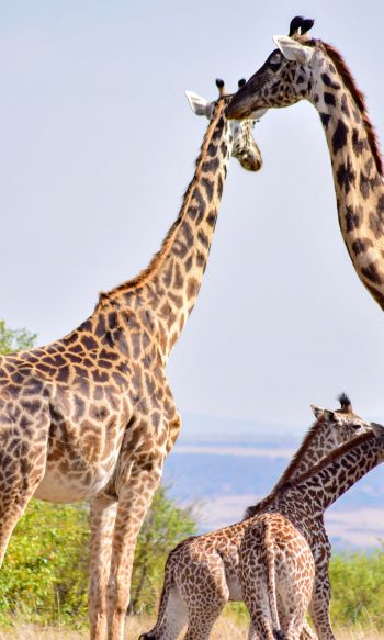 Обои 1200x2000 Национальный заповедник Масаи Мара, Сиана, Кения, жирафы
