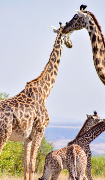 Masai Mara National Reserve, Siana, Kenya, giraffes Wallpaper 600x1024