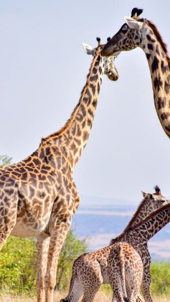 Обои 750x1334 Национальный заповедник Масаи Мара, Сиана, Кения, жирафы