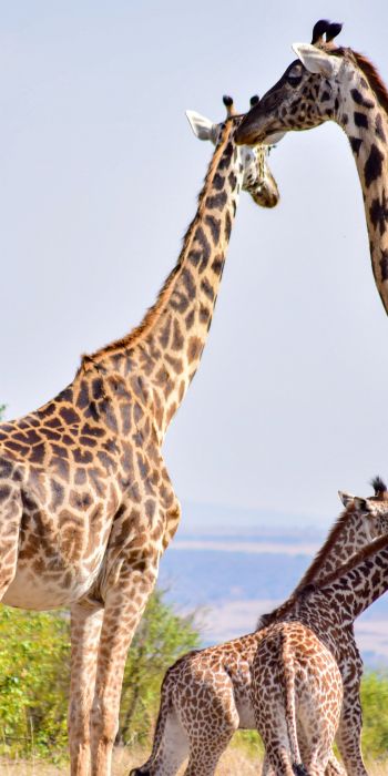 Masai Mara National Reserve, Siana, Kenya, giraffes Wallpaper 720x1440