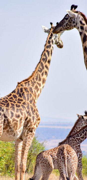 Masai Mara National Reserve, Siana, Kenya, giraffes Wallpaper 1440x2960