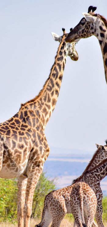Masai Mara National Reserve, Siana, Kenya, giraffes Wallpaper 1440x3040