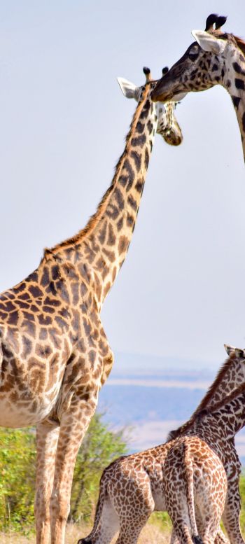 Masai Mara National Reserve, Siana, Kenya, giraffes Wallpaper 1080x2400