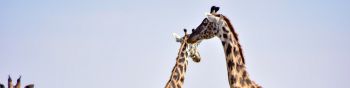 Обои 1590x400 Национальный заповедник Масаи Мара, Сиана, Кения, жирафы