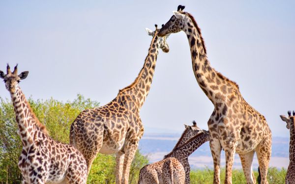 Обои 1920x1200 Национальный заповедник Масаи Мара, Сиана, Кения, жирафы