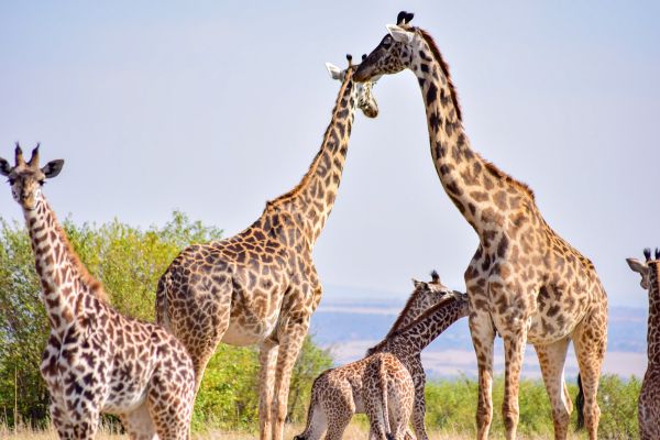 Masai Mara National Reserve, Siana, Kenya, giraffes Wallpaper 6000x4000