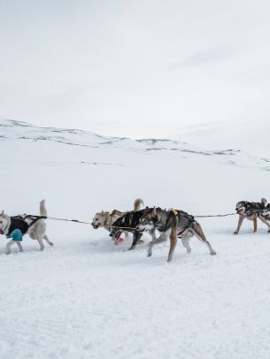 Svalbard, Alaska, dog sled Wallpaper 1668x2224