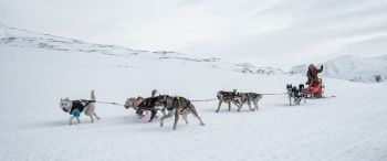 Svalbard, Alaska, dog sled Wallpaper 3440x1440