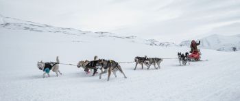 Svalbard, Alaska, dog sled Wallpaper 2560x1080
