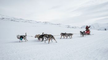 Svalbard, Alaska, dog sled Wallpaper 1366x768