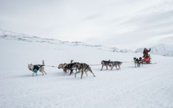 Svalbard, Alaska, dog sled Wallpaper 2560x1600