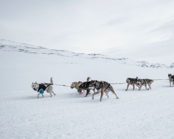 Svalbard, Alaska, dog sled Wallpaper 1280x1024