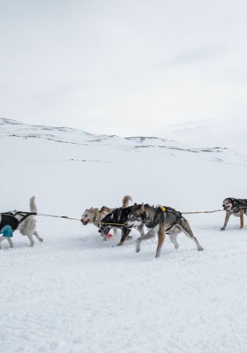 Svalbard, Alaska, dog sled Wallpaper 1668x2388