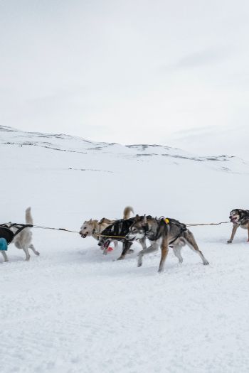 Svalbard, Alaska, dog sled Wallpaper 640x960