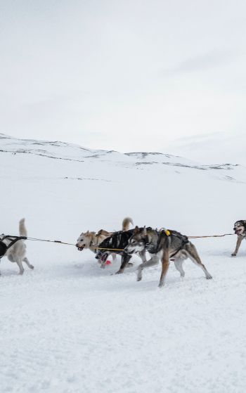 Svalbard, Alaska, dog sled Wallpaper 1752x2800