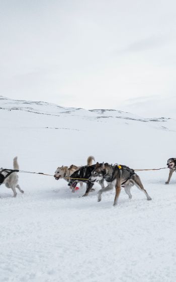 Svalbard, Alaska, dog sled Wallpaper 1600x2560