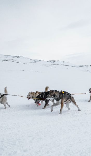 Svalbard, Alaska, dog sled Wallpaper 600x1024
