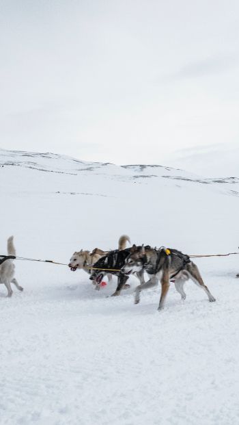 Svalbard, Alaska, dog sled Wallpaper 640x1136