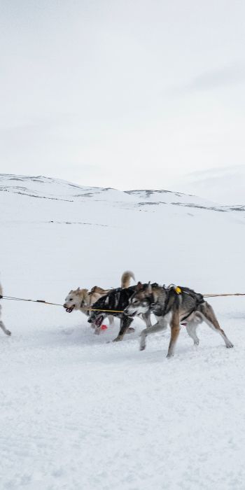 Svalbard, Alaska, dog sled Wallpaper 720x1440