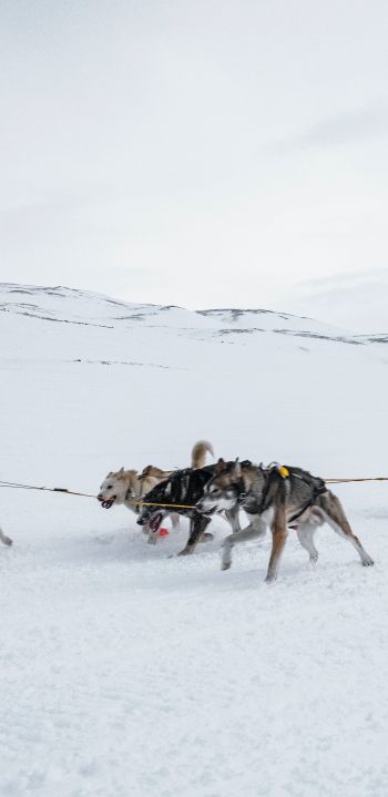 Svalbard, Alaska, dog sled Wallpaper 1440x2960