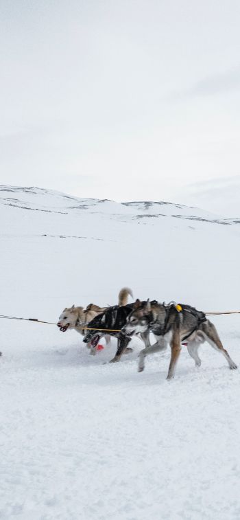 Svalbard, Alaska, dog sled Wallpaper 828x1792