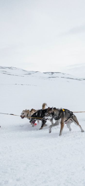 Svalbard, Alaska, dog sled Wallpaper 1080x2340