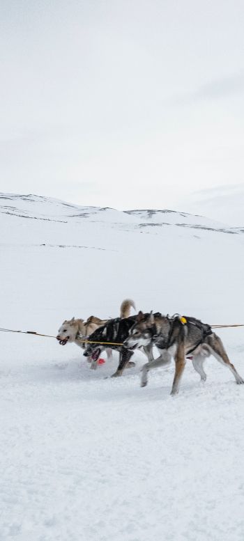 Svalbard, Alaska, dog sled Wallpaper 720x1600